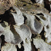 False Turkey-tail