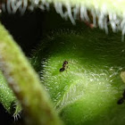 Piss Ants & Aphids