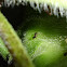 Piss Ants & Aphids