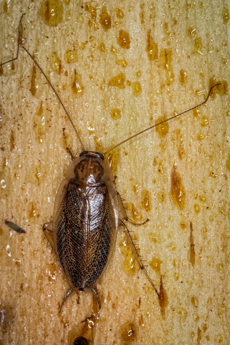 Ellipsidion Cockroach