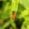 hoverfly