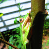 American green tree frog (Hyla cinerea)