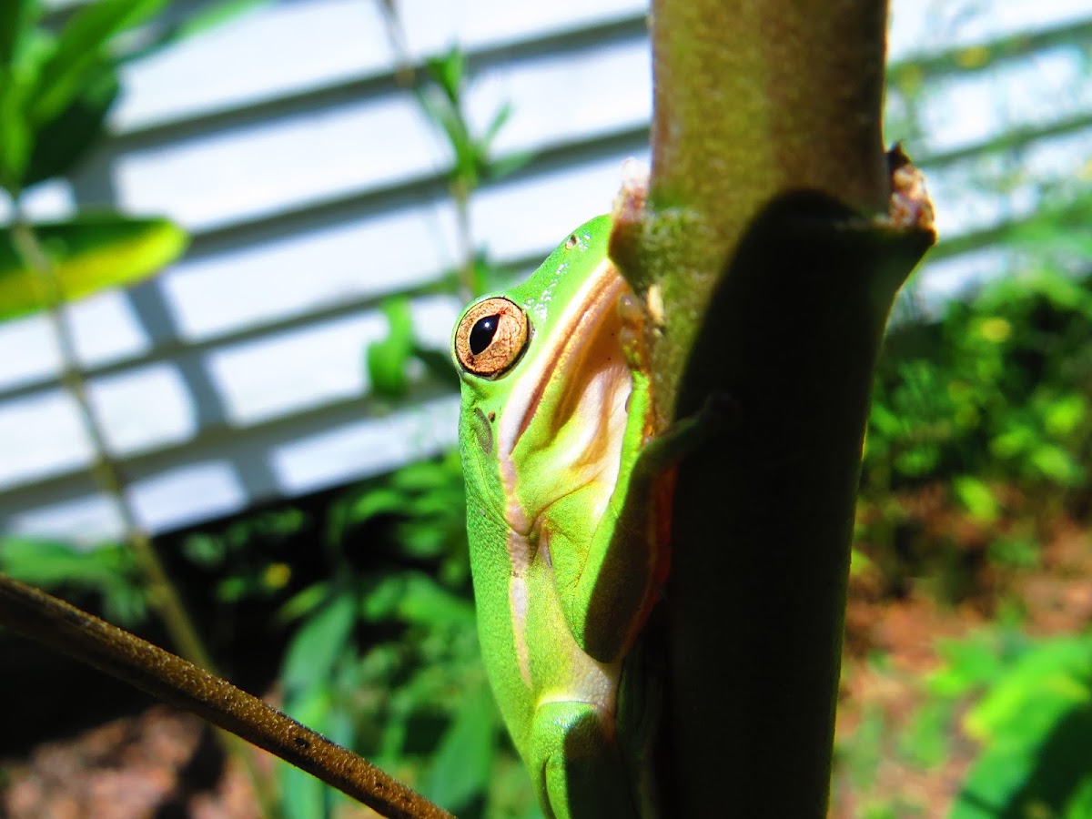 American green tree frog (Hyla cinerea)