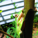 American green tree frog (Hyla cinerea)