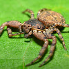 Bark Crab Spider