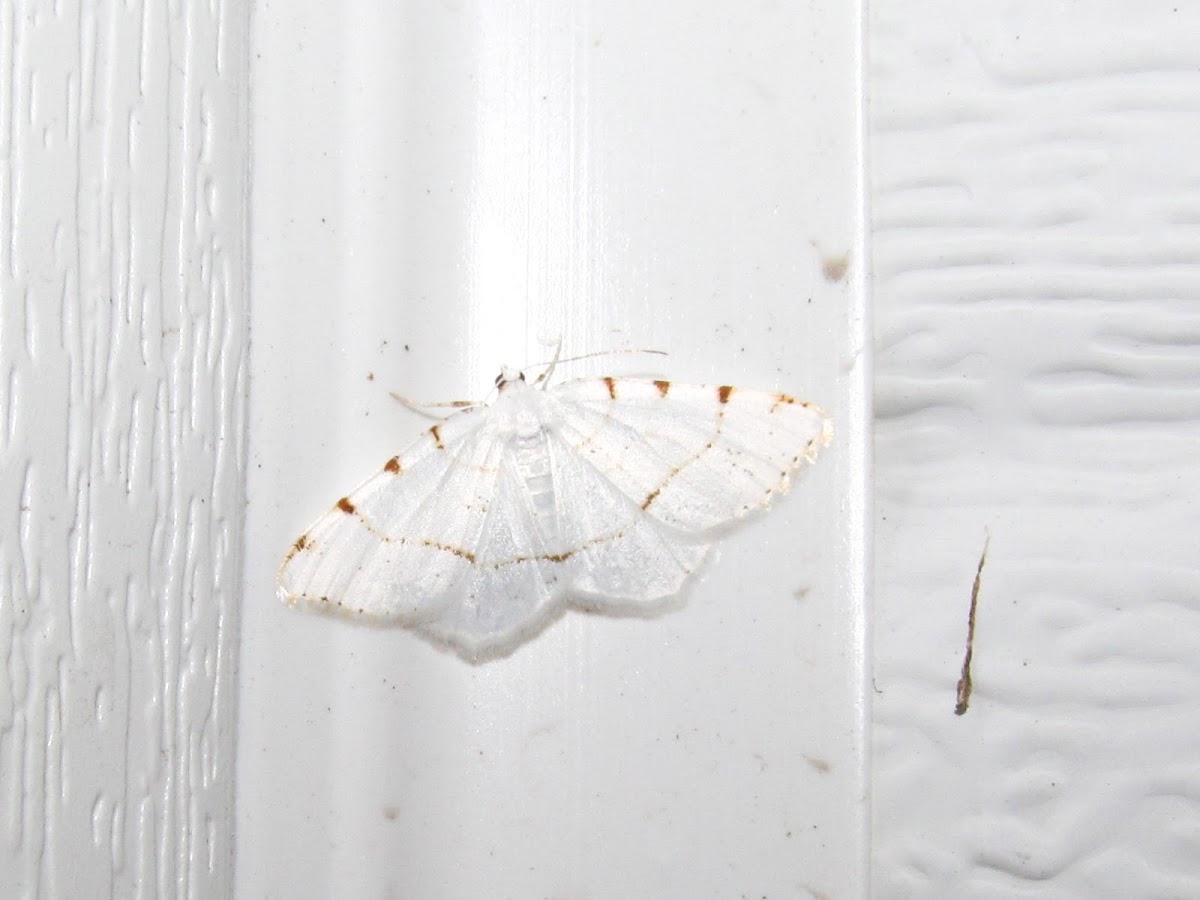 Lesser Maple Spanworm Moth