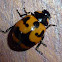 Lady Bird Beetle