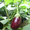 brinjal, brinjal eggplant, melongene, garden egg, or guinea squash,  aubergine, bādingān بادنجان,