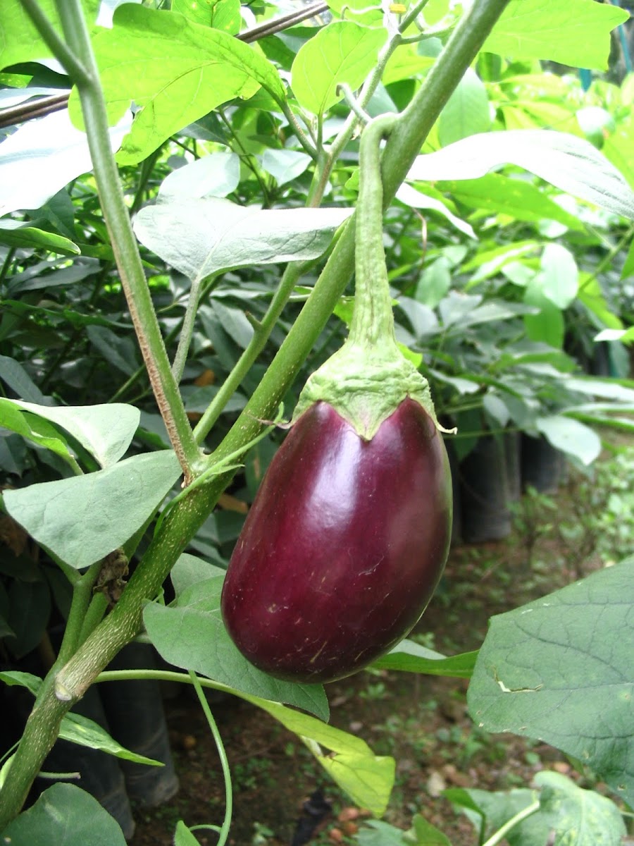 brinjal, brinjal eggplant, melongene, garden egg, or guinea squash,  aubergine, bādingān بادنجان,