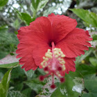 Rosemallow