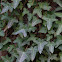 English Ivy