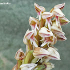 Dense-flowered orchid