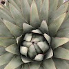 Parry's Agave