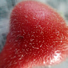 Red fruiting body
