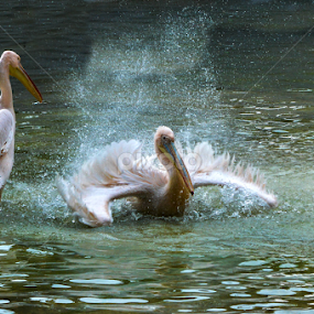 It is shower time by Morhaf Aljanee - Animals Birds