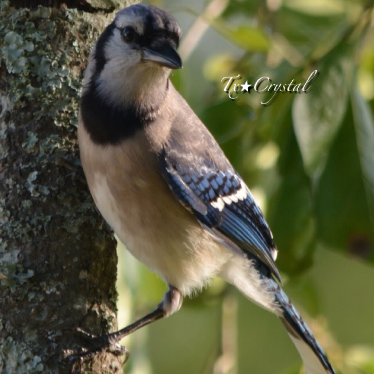 Blue Jay