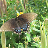 Eastern Tiger Swallowtail (female, black form)