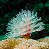 Magnificent Tube Worm