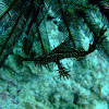 Harlequin ghost pipefish