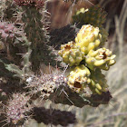 Cane Cholla