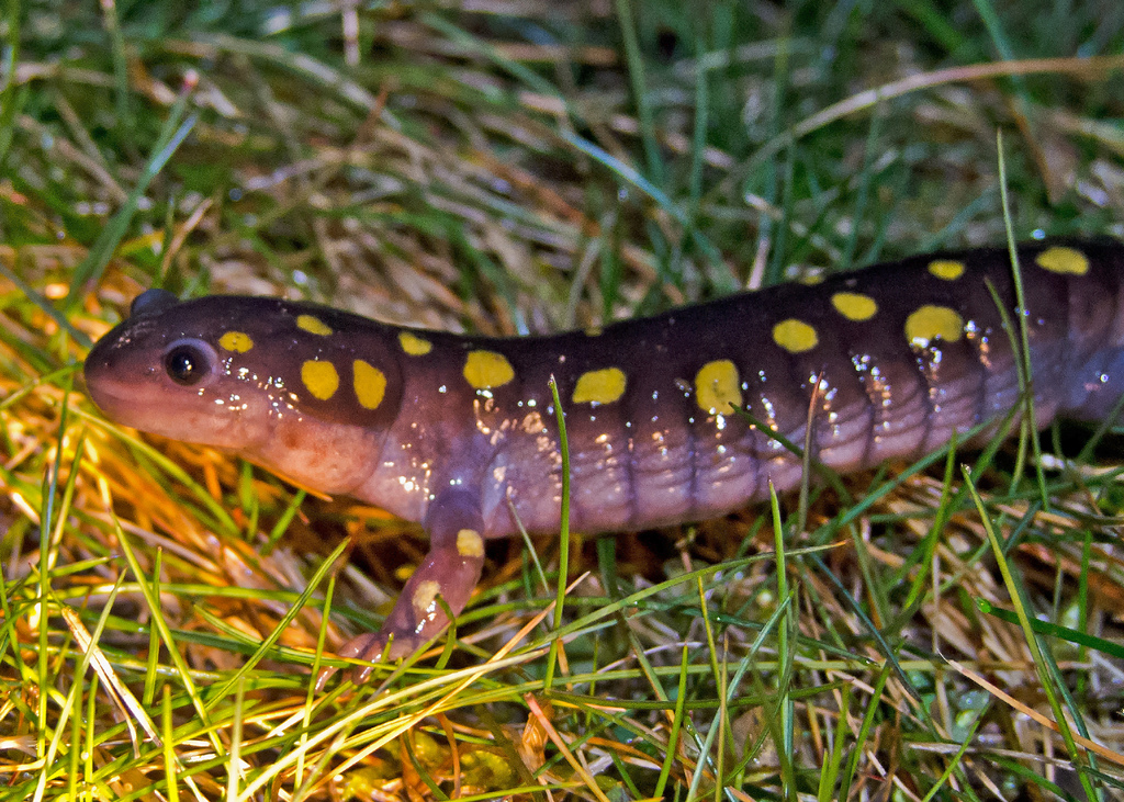 Spotted Salamander