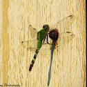 Eastern Pondhawk