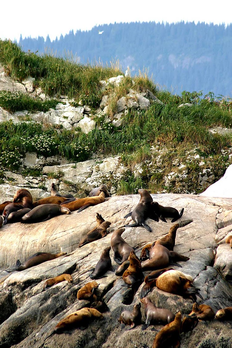 Sea lions catch some rays on the boulders by the water in Glacier Bay National Park, Alaska.