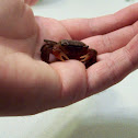 Red claw crab