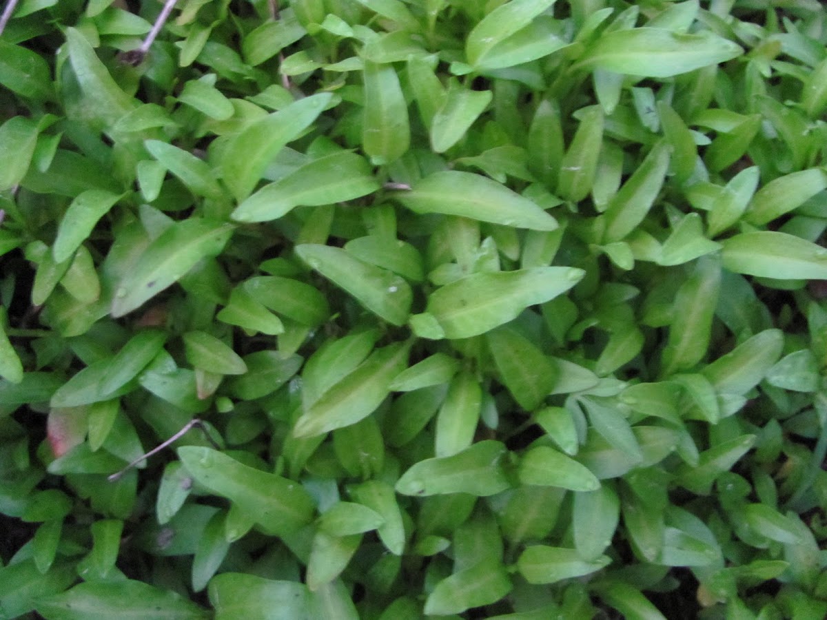 Water Spinach/River Spinach