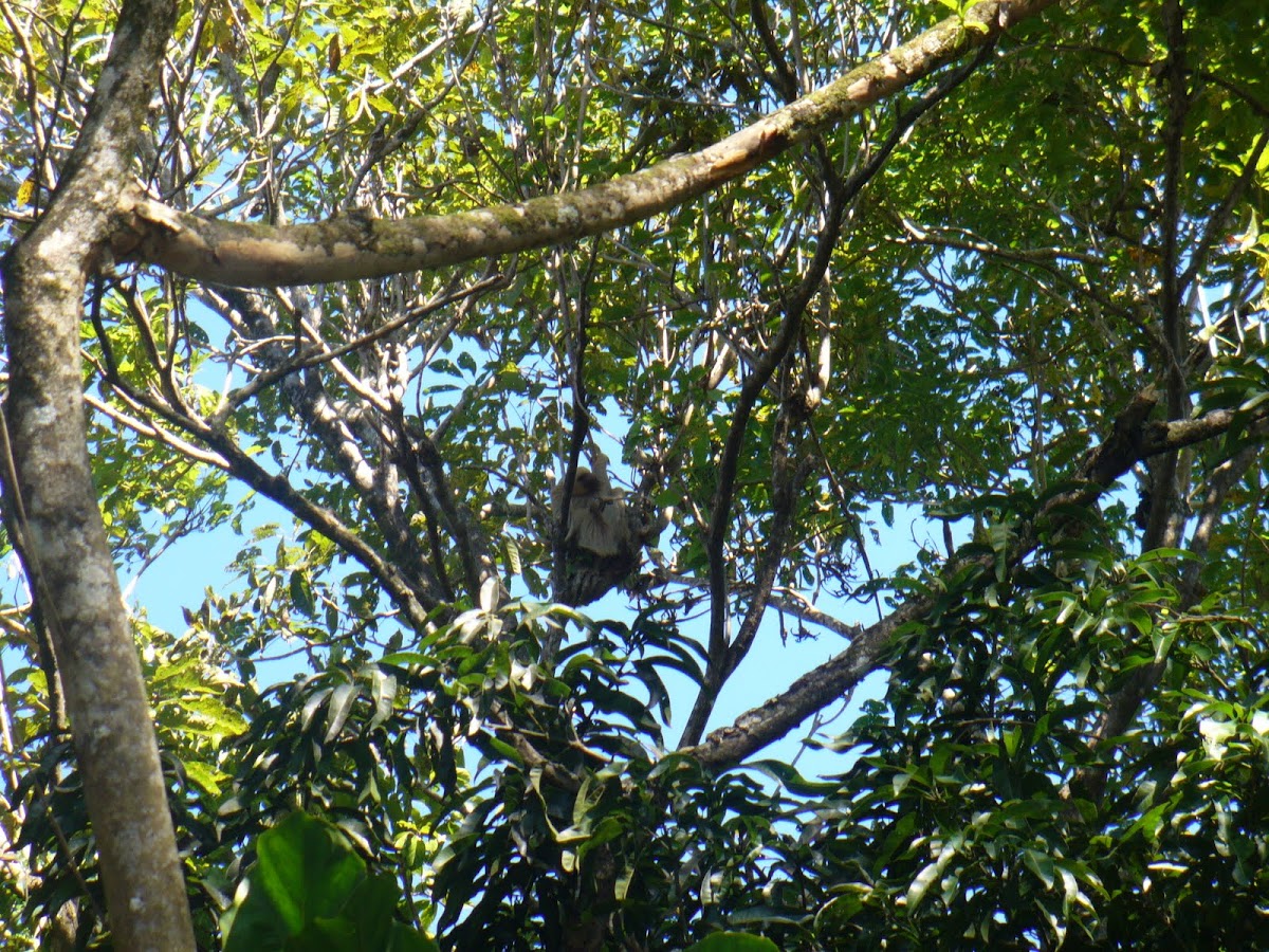 Hoffmann's Two-toed Sloth  