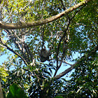 Hoffmann's Two-toed Sloth  