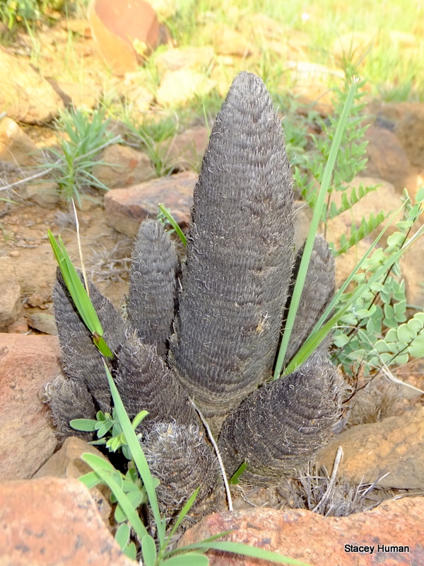 Baboon's tail/Monkey's tail