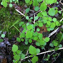 Jewel weed