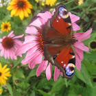 Peacock butterfly