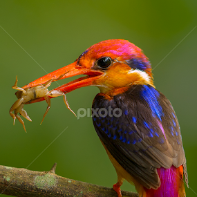 Small & Fastest Kingfisher by Jineesh Mallishery - Animals Birds