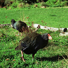 South Island Takahē