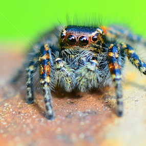by Nitsan Amir - Animals Insects & Spiders