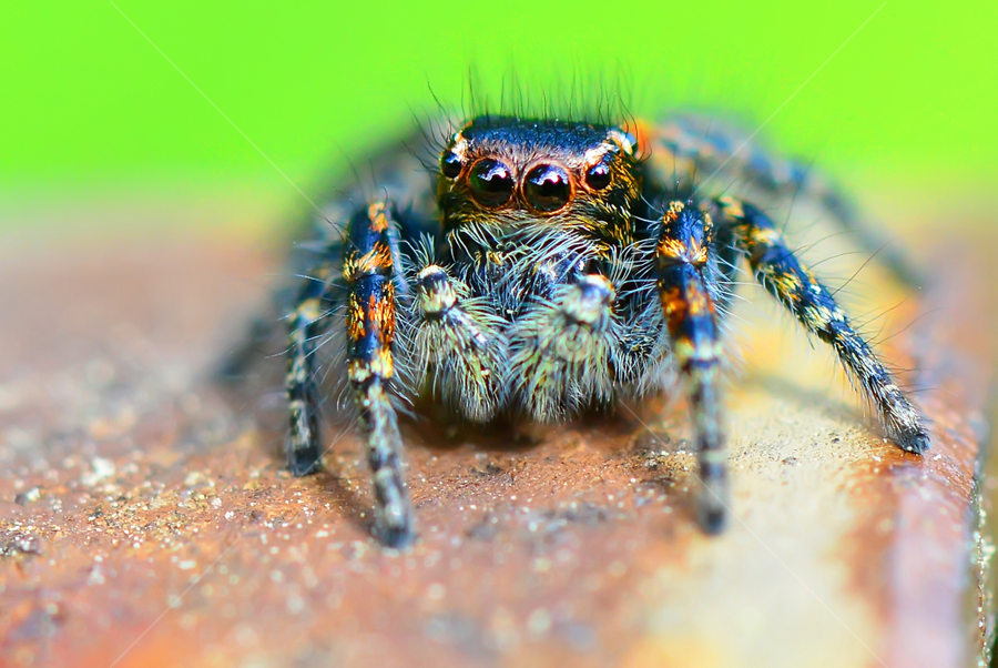 by Nitsan Amir - Animals Insects & Spiders