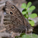 Common Wood-nymph