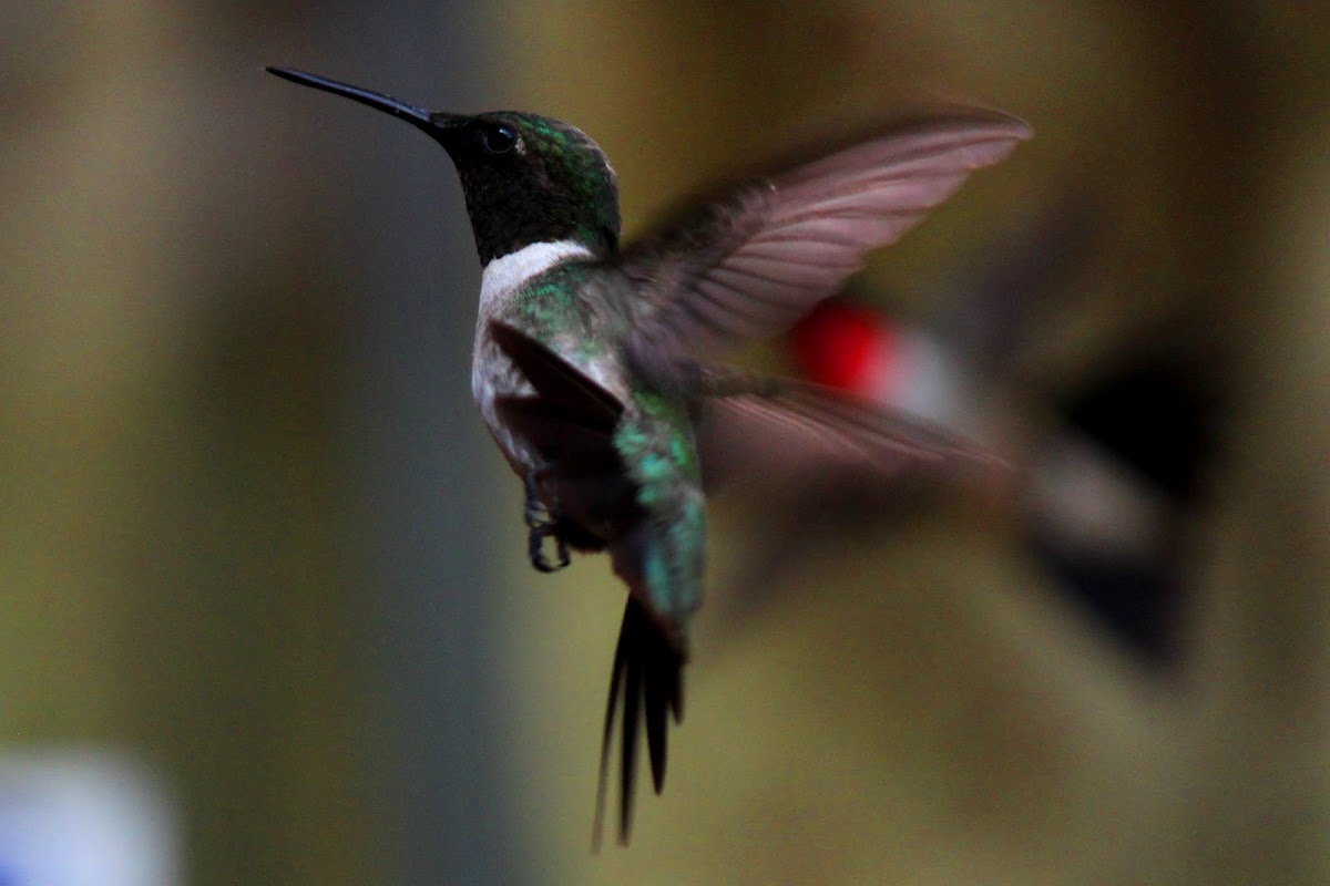 Ruby-Throated Hummingbird (Male)