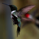 Ruby-Throated Hummingbird (Male)