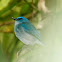 Pale Blue Flycatcher - Male