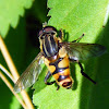 Wasp Mimicking Hoverfly
