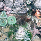Ocher Sea Star (Invertebrates)