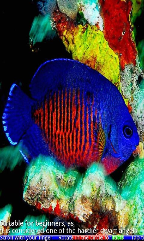 Marine Aquarium Fish Screen 3