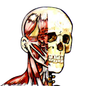 Flash Anatomy Muscles logo