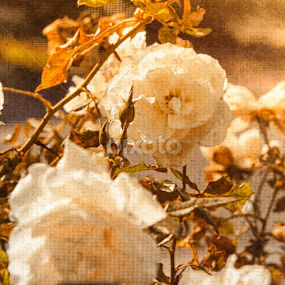 by Marianne Molloy - Flowers Flower Gardens