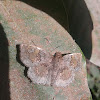 Glassy-winged Skipper