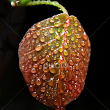 Brand new by Asif Bora -  