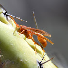 Paper wasp